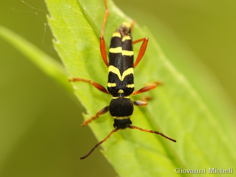 Cerambicidae: Clytus arietis, maschio